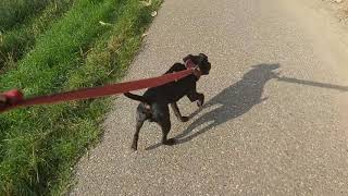 Toy Fox Terrier - Toy Dog Or Working Terrier In A Small Size? Patterdale Estacado Fell Terriers Dogs