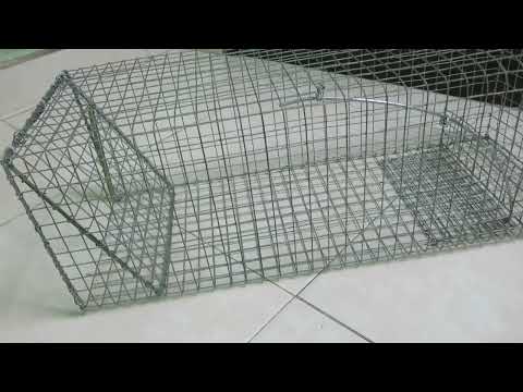 Video Lồng bẫy Mèo, Chồn, Bìm bịp... tốt nhất năm 2022. - youtube