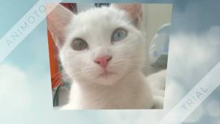 Adoptantes El Gato Amarillo Video Project
