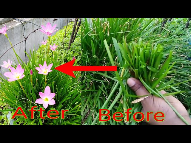 Dogiston porno 69-pozitsiyada uchta jinsiy aloqa