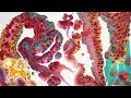 Olive Oil Substitution: Replace Silicone in Pour Paintings