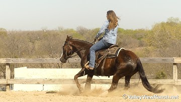 Kittys Dual Boon - mount, work flag, trot, lope-offs, big stops! - ValleyViewRanch.net