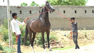 बादल धाँनता का पावरफुल बेटा जयदीप ॥ Stallion Jaydeep Sired By Badal