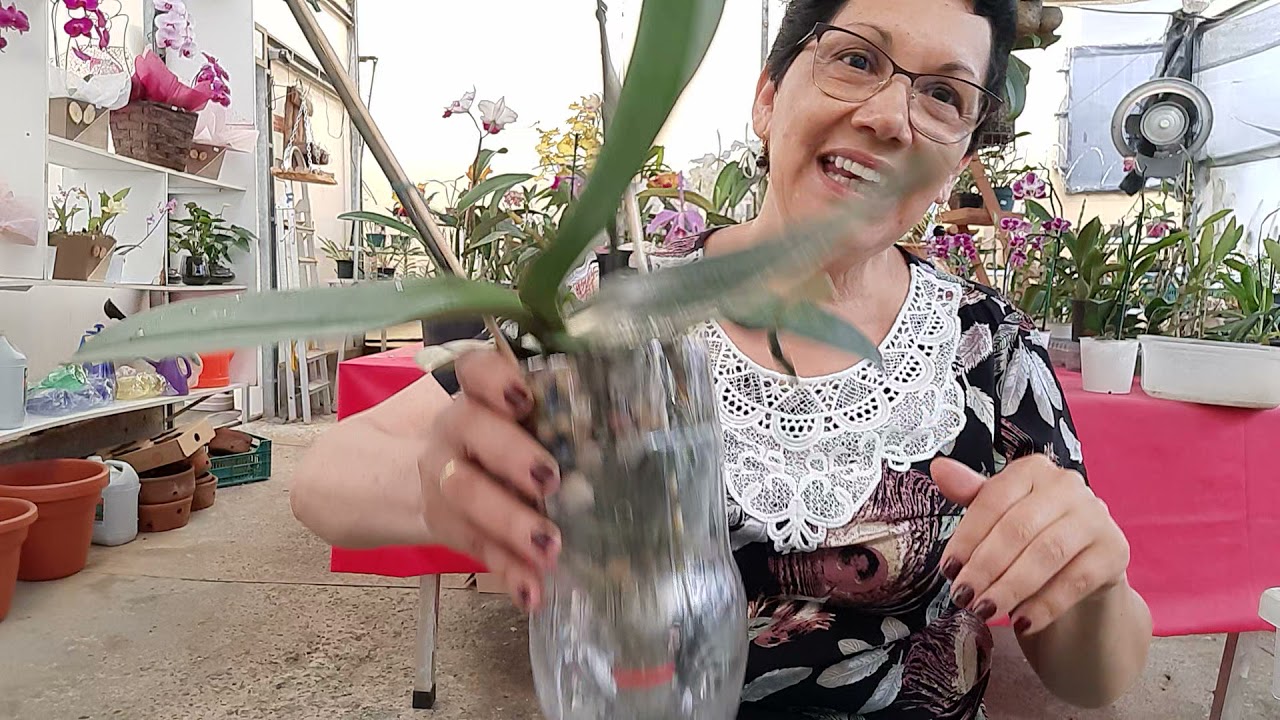 Garrafa pronta bora  replantar! Saiba meu segredo neste vídeo!!! #semihidroponia #phalaenopsis