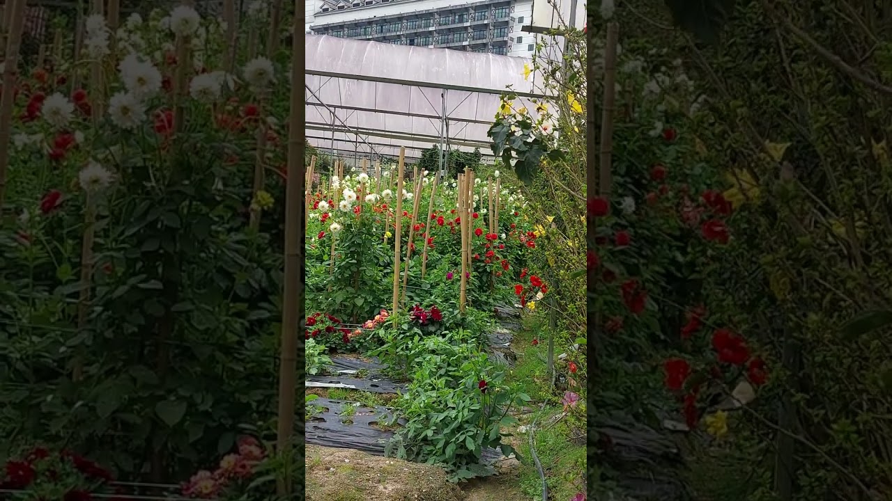 cameron highlands flower farm