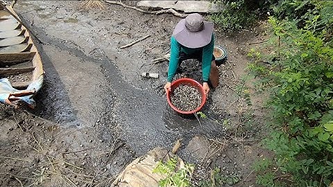 Giải cứu hàng tỷ con cá rô đồng (T90) 