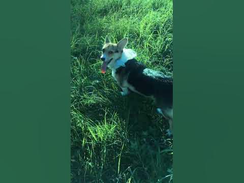Жопка корги в солнечном свете - YouTube