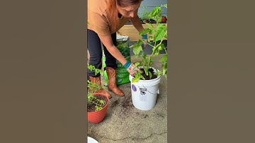 how to grow tomatoes at home. how to re-pot tomatoes. how to grow bucket tomatoes. #shorts