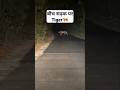 Tiger on Road 😳🐅| #shorts #shortvideo