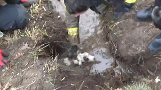 Dog stuck in muddy, watery hole cries for help just before incredible rescue