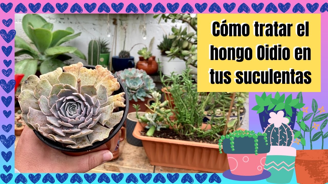 Como tratar el hongo Oidio en tus suculentas, sin gastar dinero 😍