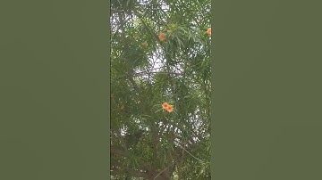 A very graceful unfolding of lotus petals. 😍|#lotusflower #love #beautiful #trending