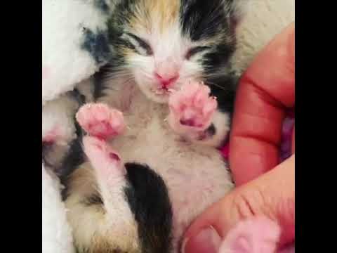 Orphaned kitten found under a house now thriving in foster care - Orphaned kitten found under a house now thriving in foster care