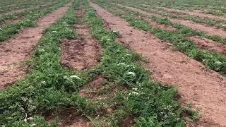 Watermelon harvesting