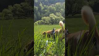 „Ausflug in das schöne Sinntal“#SchönesSinntal #Naturpur #GrüneOase #Naturgenuss #FrischeLuft