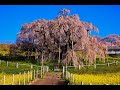 8K HDR 福島 三春の滝桜(天然記念物) Takizakura at Miharu(Natural Monument)