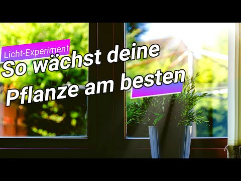 Video: Was Die Normale Entwicklung Von Sämlingen Und Zimmerpflanzen Auf Fensterbänken Mit Doppelt Verglasten Fenstern Stört