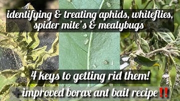 battling garden pests series- eps. 5 identifying & treating aphids whiteflies mealybugs spider mites