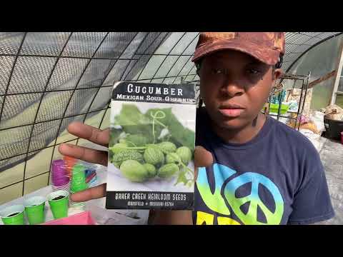 It's Time To Seed Start Our Cucumbers ~ Zone 8