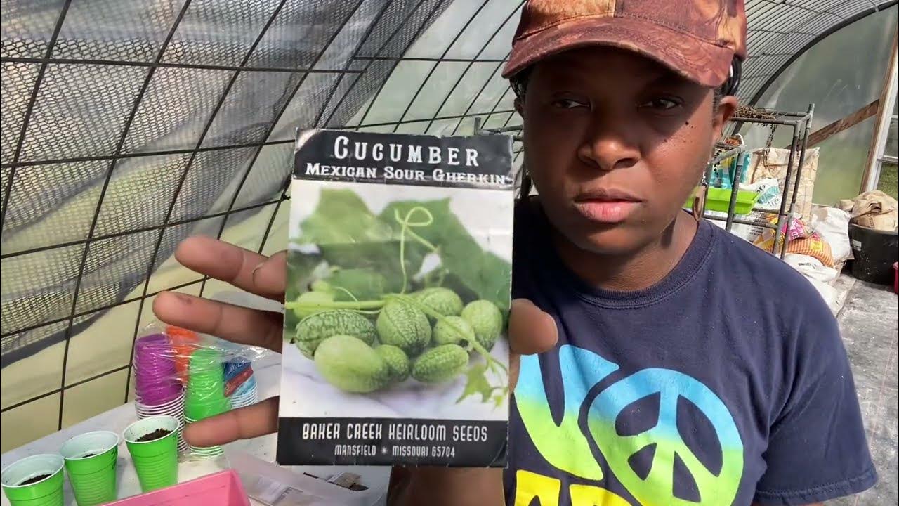 It's Time To Seed Start Our Cucumbers Zone 8 YouTube