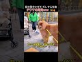 「やんのかコラ！」超大型犬にガチ ギレする生後?チワワの男気ｗｗ 🐕🔥