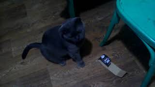 что подарить коту что подарить коту