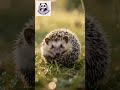  A Cutie Hedgehog in a moist grass