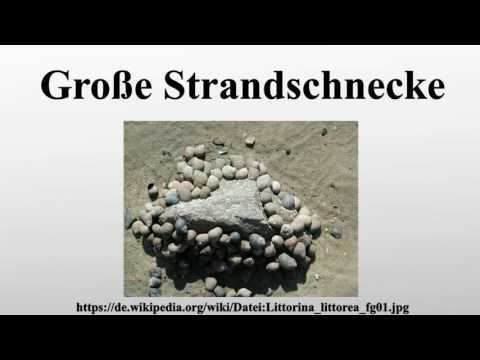 Video: Große Straßenschnecke: Beschreibung und Foto