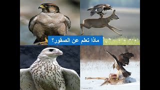 ماذا تعلم عن الصقور - What do you know about hawks