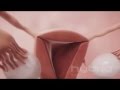 Ovulasi
