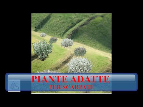 Piante per scarpate