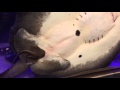 Motoro Stingray Giving Birth