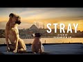 Stray  official trailer