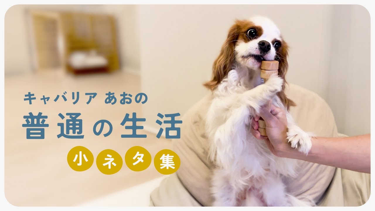 [16 рассказов] Успокаивающая, робкая собака заставляет меня смеяться каждый день.