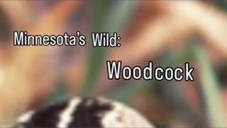 Minnesota’s Wild: Meet the Woodcock