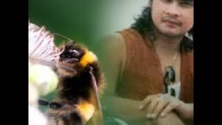 AKU PUN TAHU AWIE WINGS.wmv