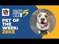 Pet of the Week: Zeke