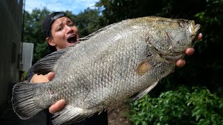 温暖化の影響か？小豆島でマツダイが獲れてしまった...その味とは？