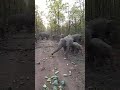 #elephant #video #barjora #forest#