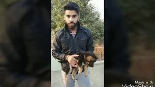 How to check the purity of german Shepherd puppy in hindi.