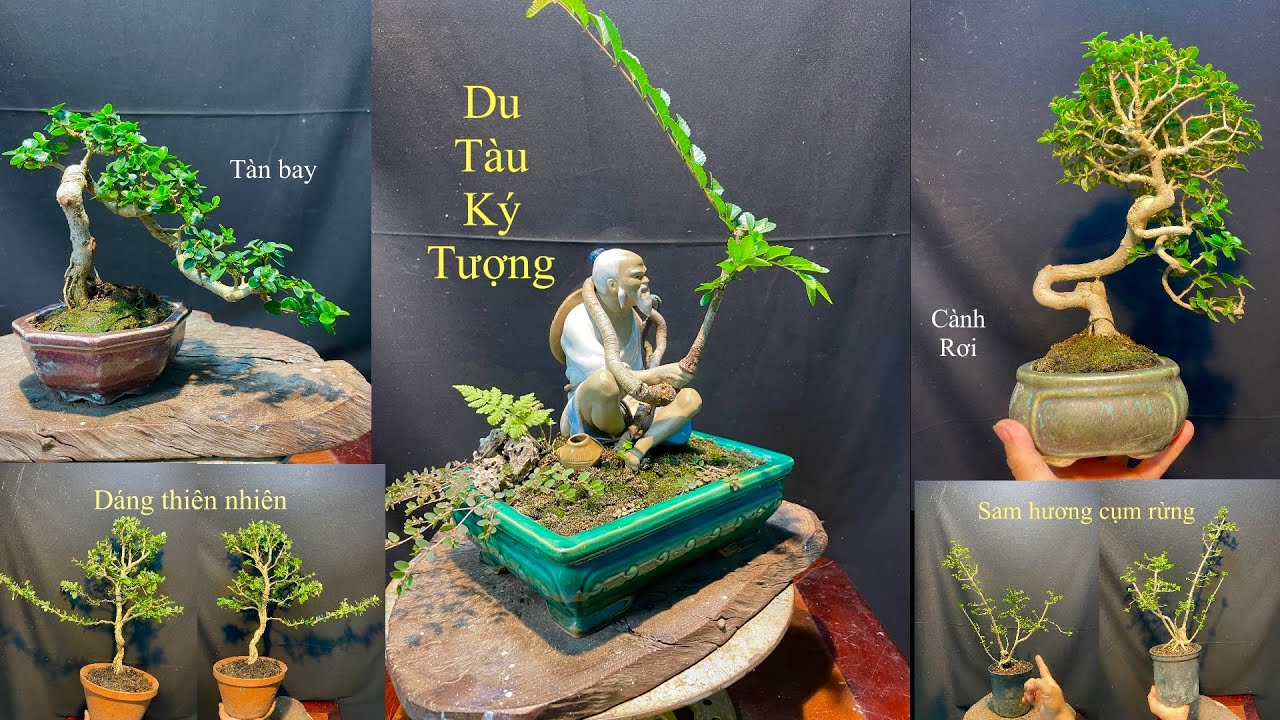 Video 836:Du tàu ký tượng mini,lính sam sông hinh dáng thiên nhiên,sam hương bonsai mini ...