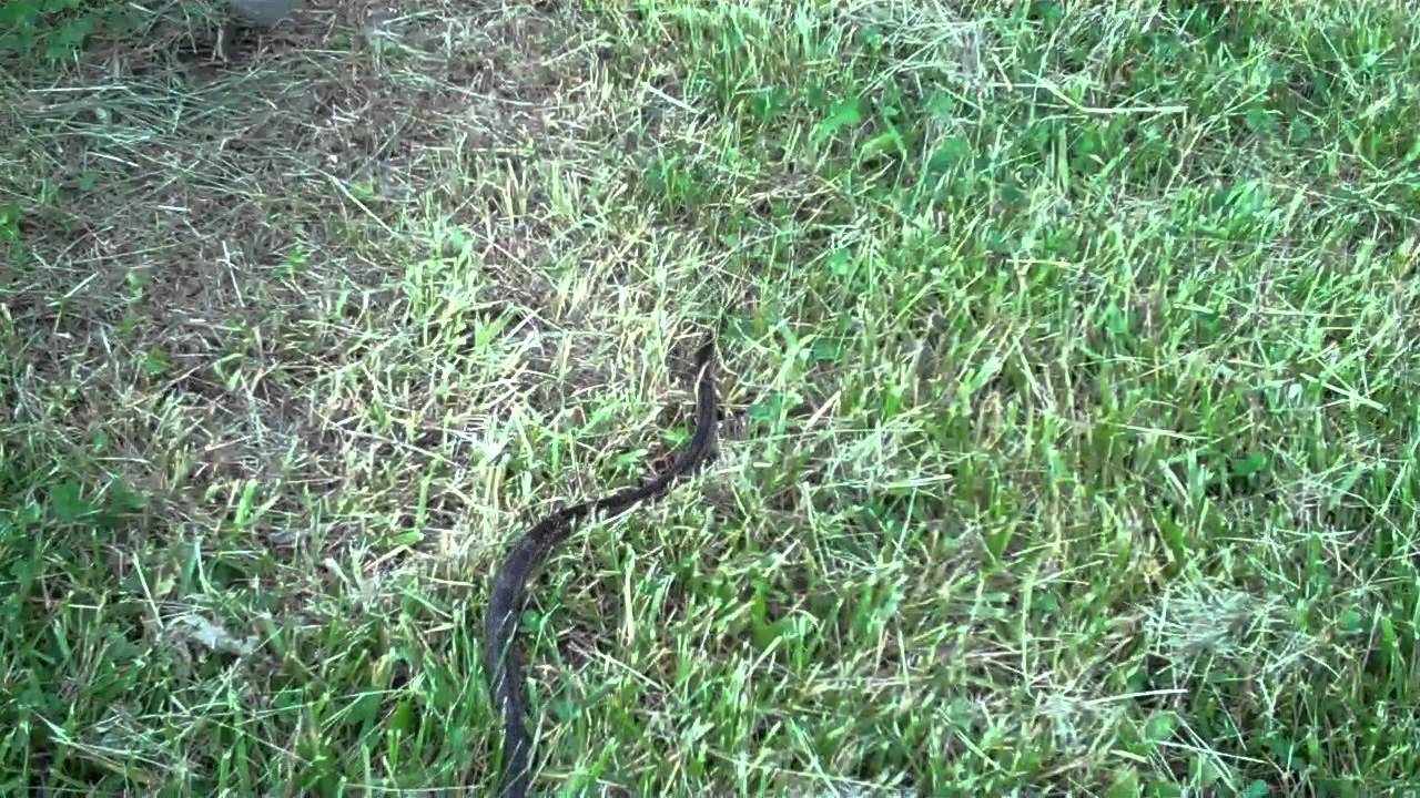 Black Rat Snake gets a bite in YouTube
