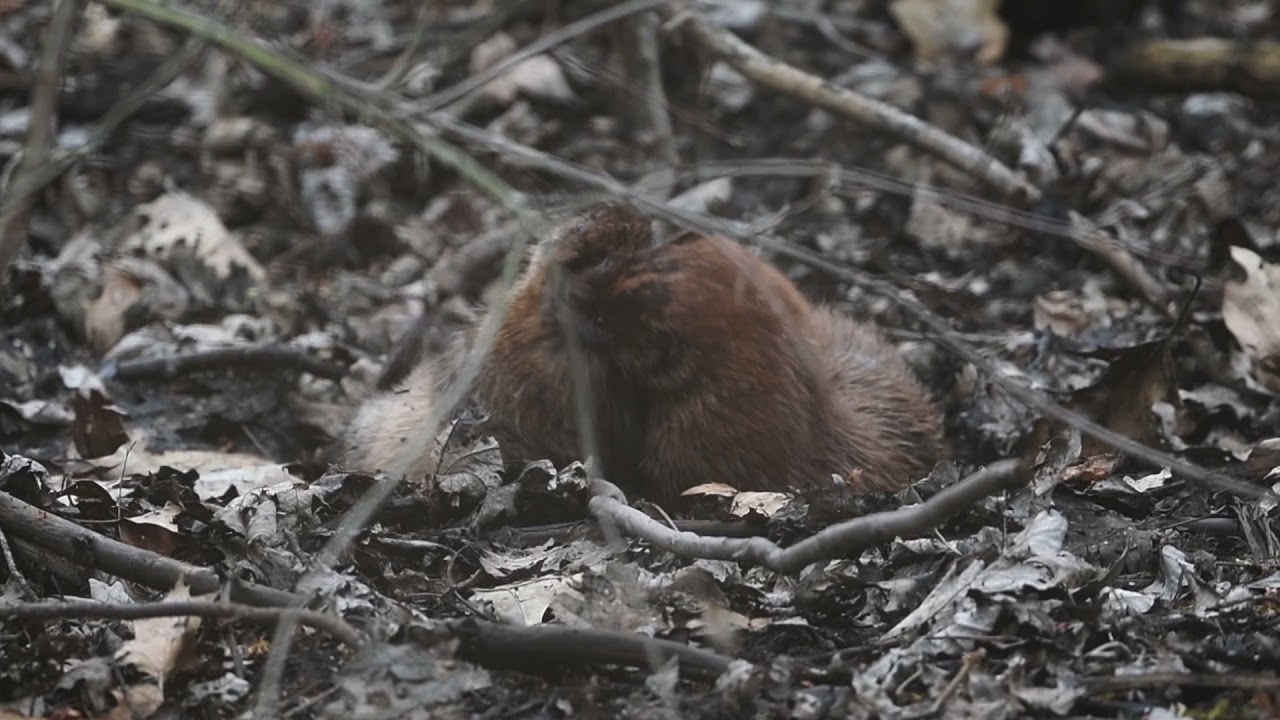 Wild American Mink killing a Muskrat