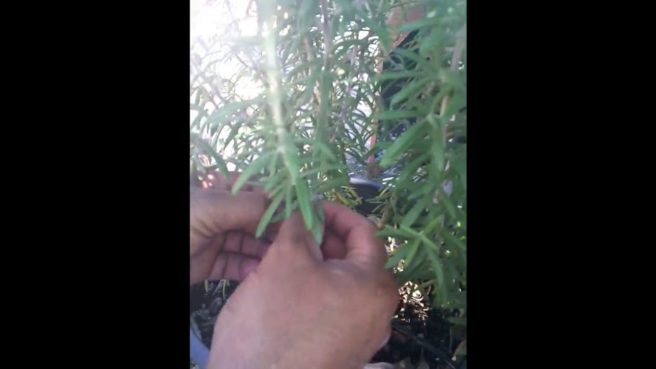 HOW TO REPRODUCE ROSEMARY PLANTS YouTube