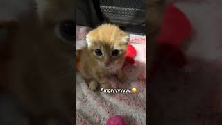 Sassy cat flops on pup mid chew session 🫠 #Cute #Shorts #Funny #Viral #Pets #Dogs