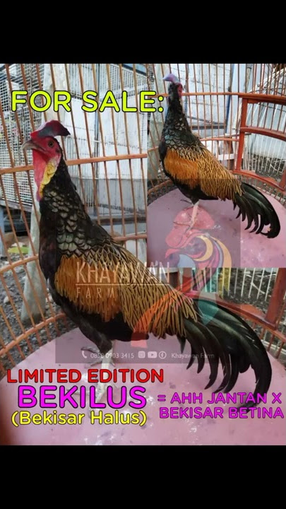 suara ayam BEKILUS (Bekisar Halus)