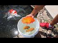 Catching Rare Fish out of SEWER Drain For My Aquarium!