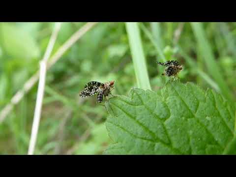 Spotted Marsh Fly,