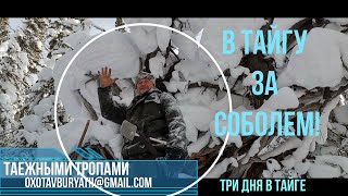 Промысел соболя в Сибири. Три дня в тайге, несу рюкзак соболей.