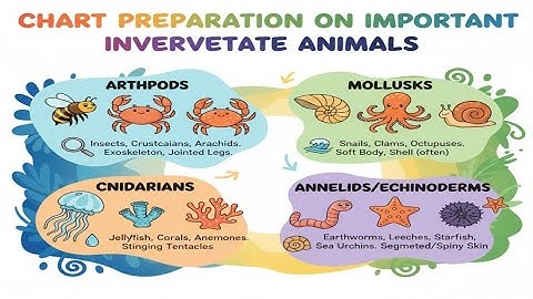 Chart Preparation on Important Invertebrate Animals | B.Sc./M.Sc. Zoology | Zoology Practical Work